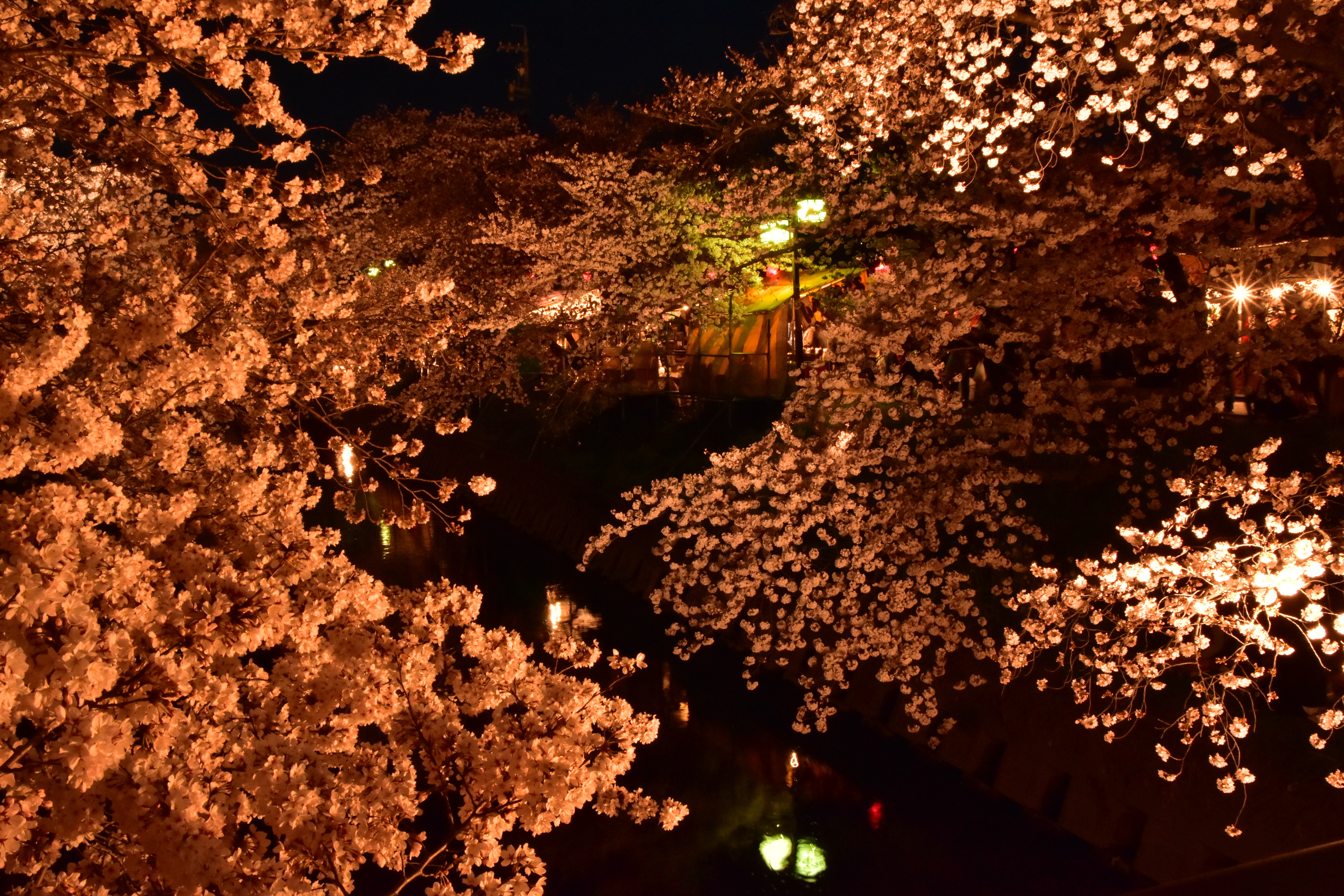 夜桜