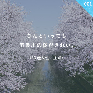 なんといっても五条川の桜がきれい。