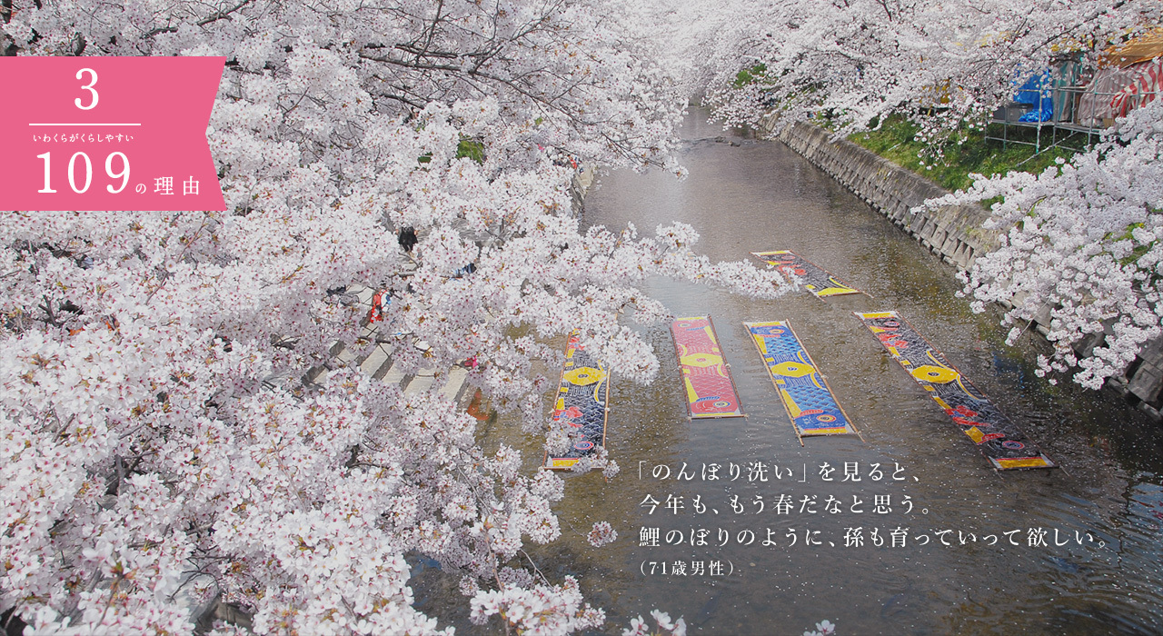 五条川の桜はきれい