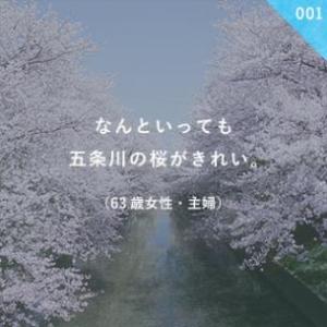 なんといっても桜がきれい