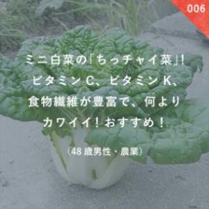 ミニ白菜「ちっチャイ菜」