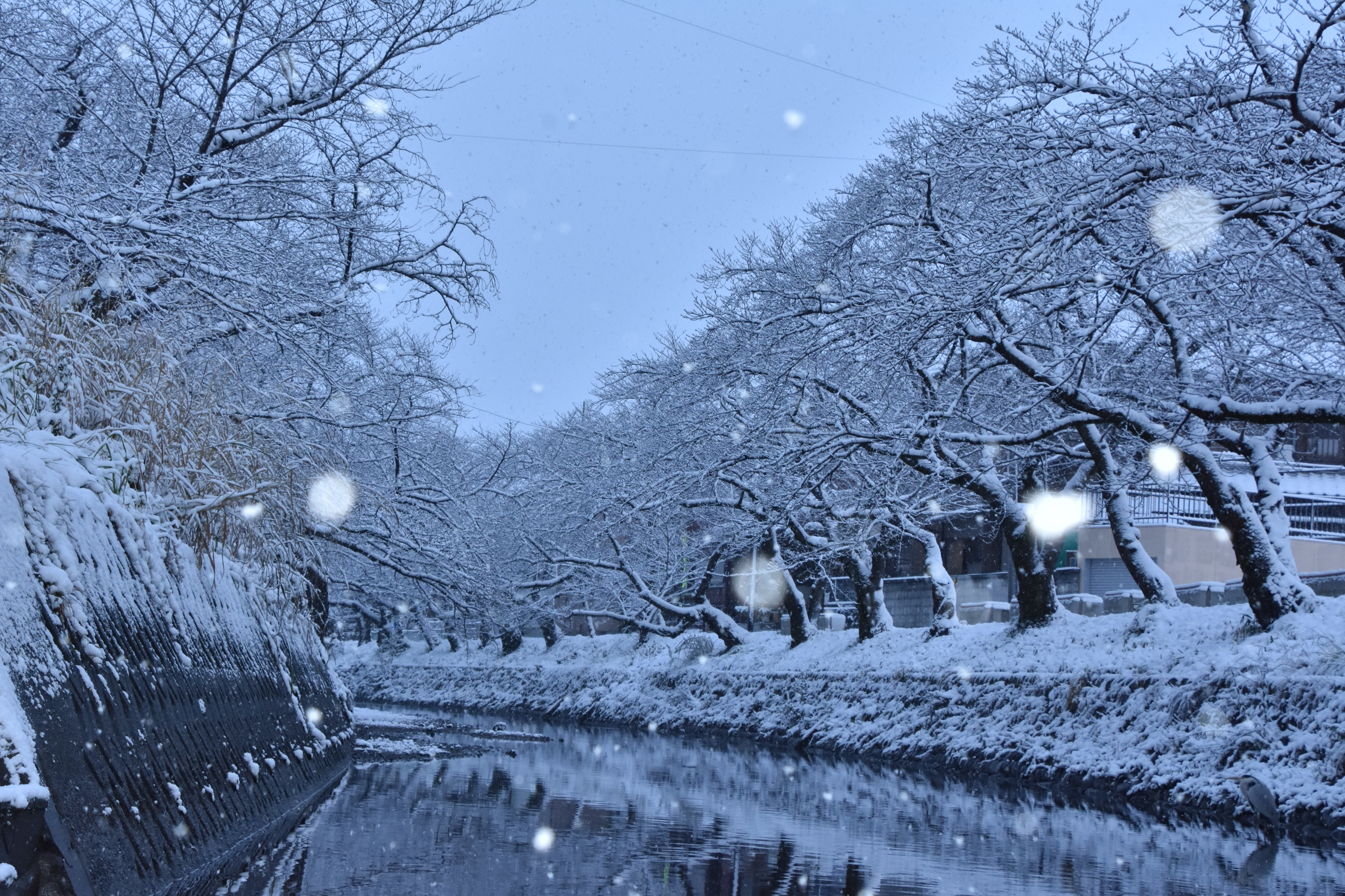 冬の桜