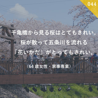 千亀橋から見る桜はとてもきれい。桜が散って五条川を流れる「花いかだ」がとってもきれい。