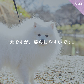 犬ですが、暮らしやすいです。