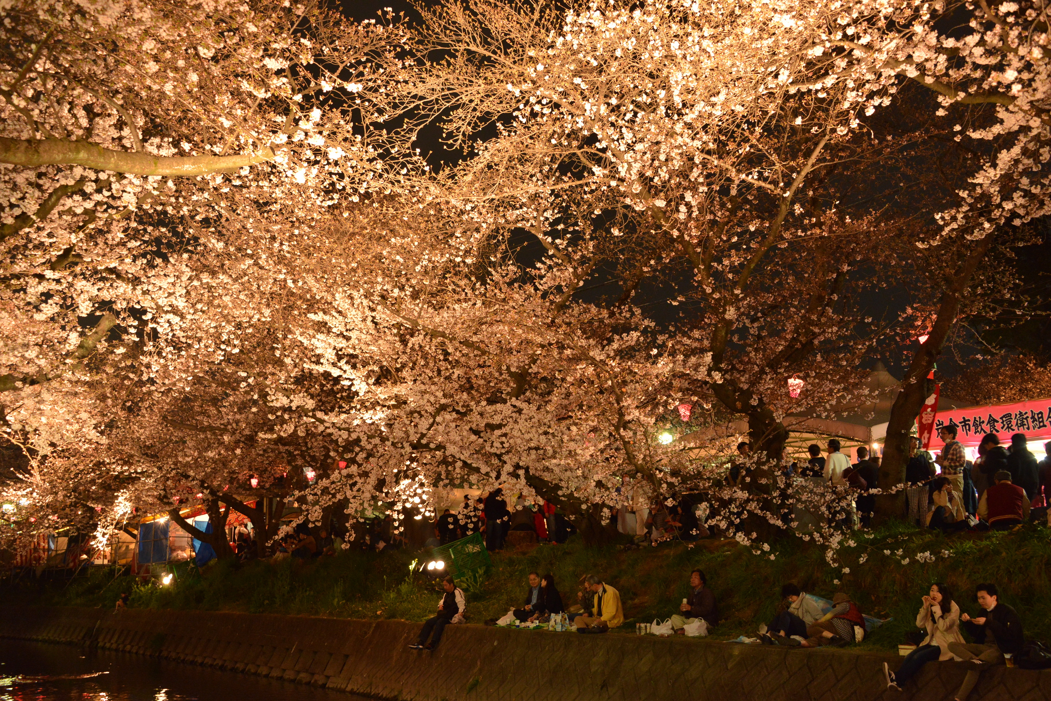 桜