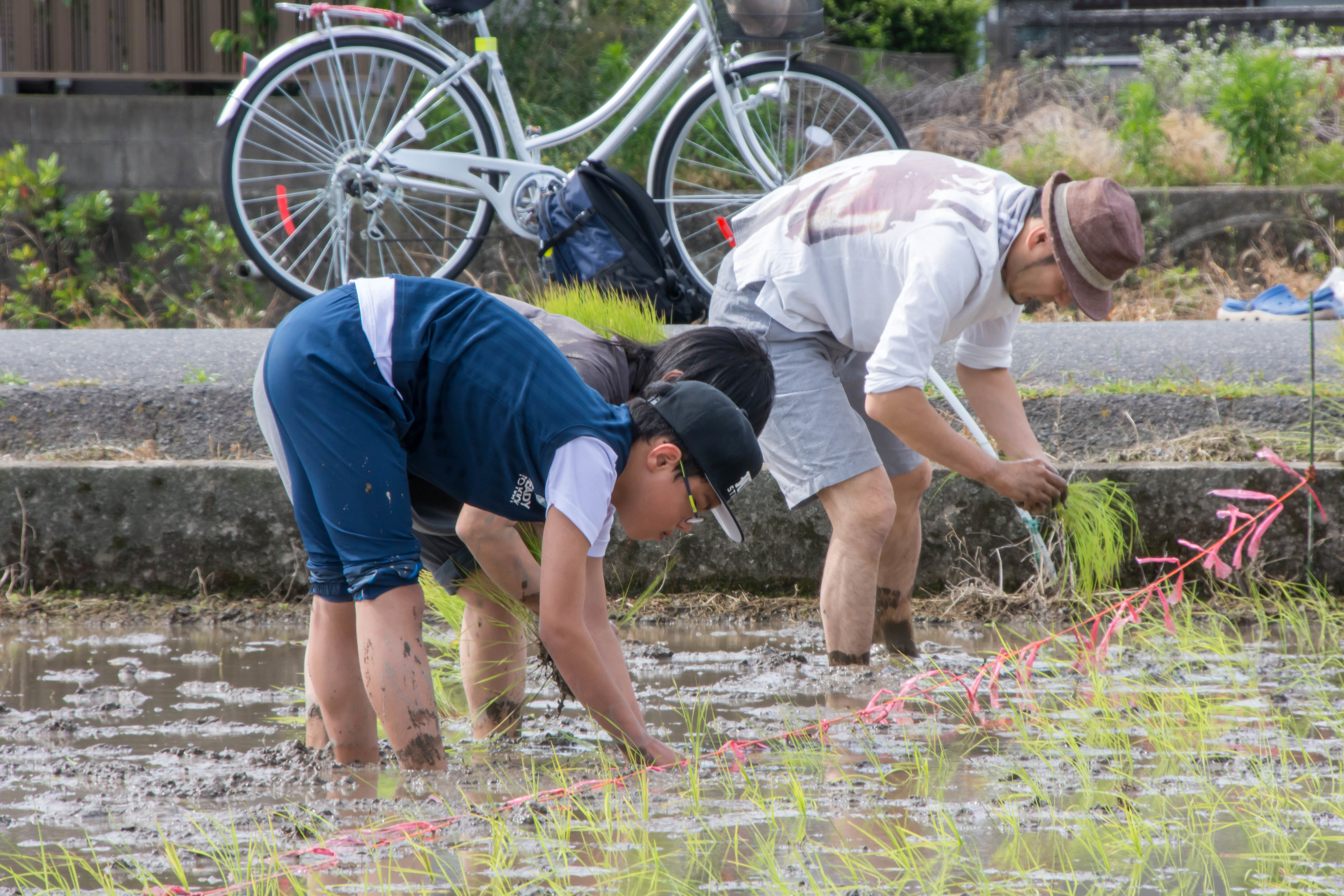 田植え