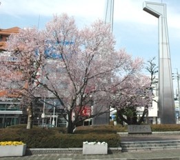 桜の写真です。