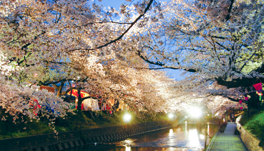 写真:夜桜のライトアップ