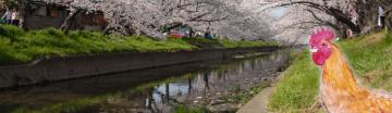 五条川と名古屋コーチンの写真