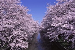 五条川桜並木の写真2