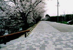 岩倉市内の五条川堤防道路の写真