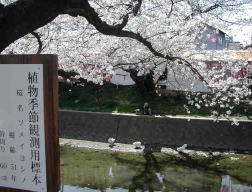 五条川桜並木の写真1