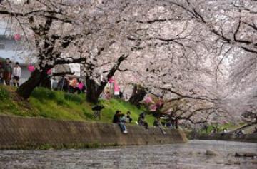 岩倉桜まつりの桜並木の写真