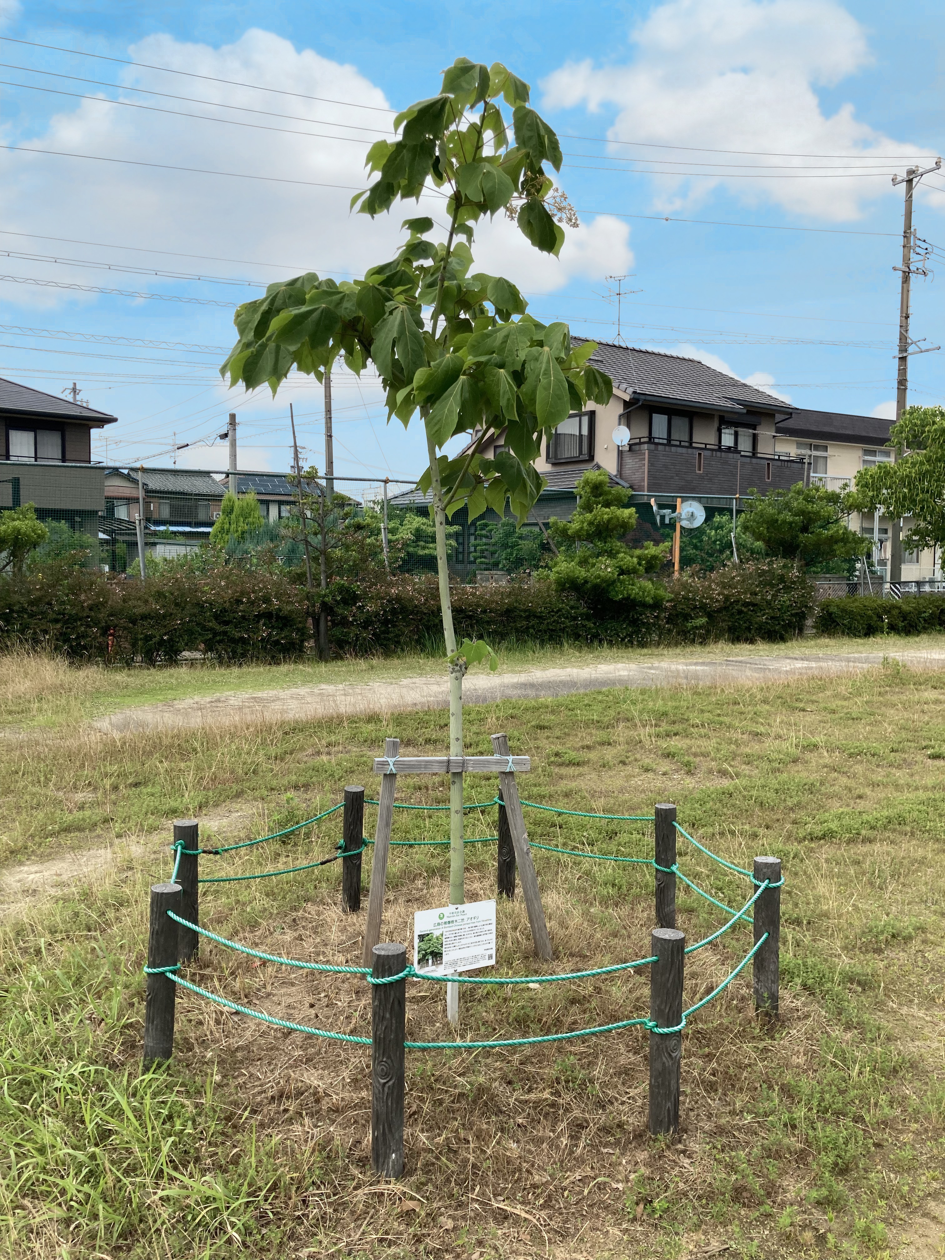 6月22日撮影