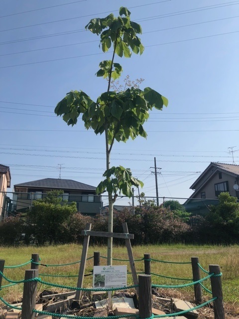 6月19日撮影