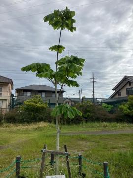 5月20日撮影