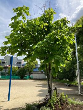5月20日撮影