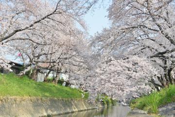 岩倉桜まつり 平成31年3月29日から4月7日まで 岩倉市