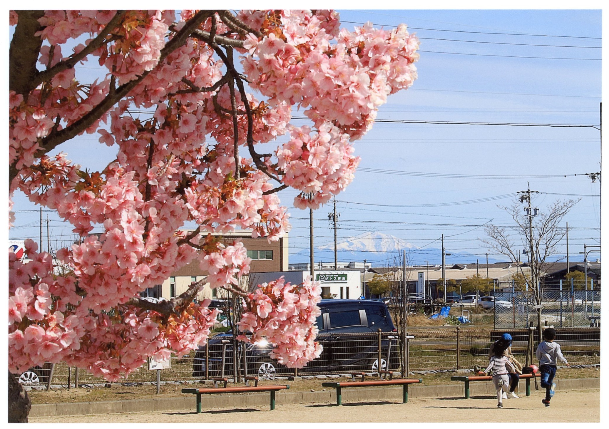 河津桜