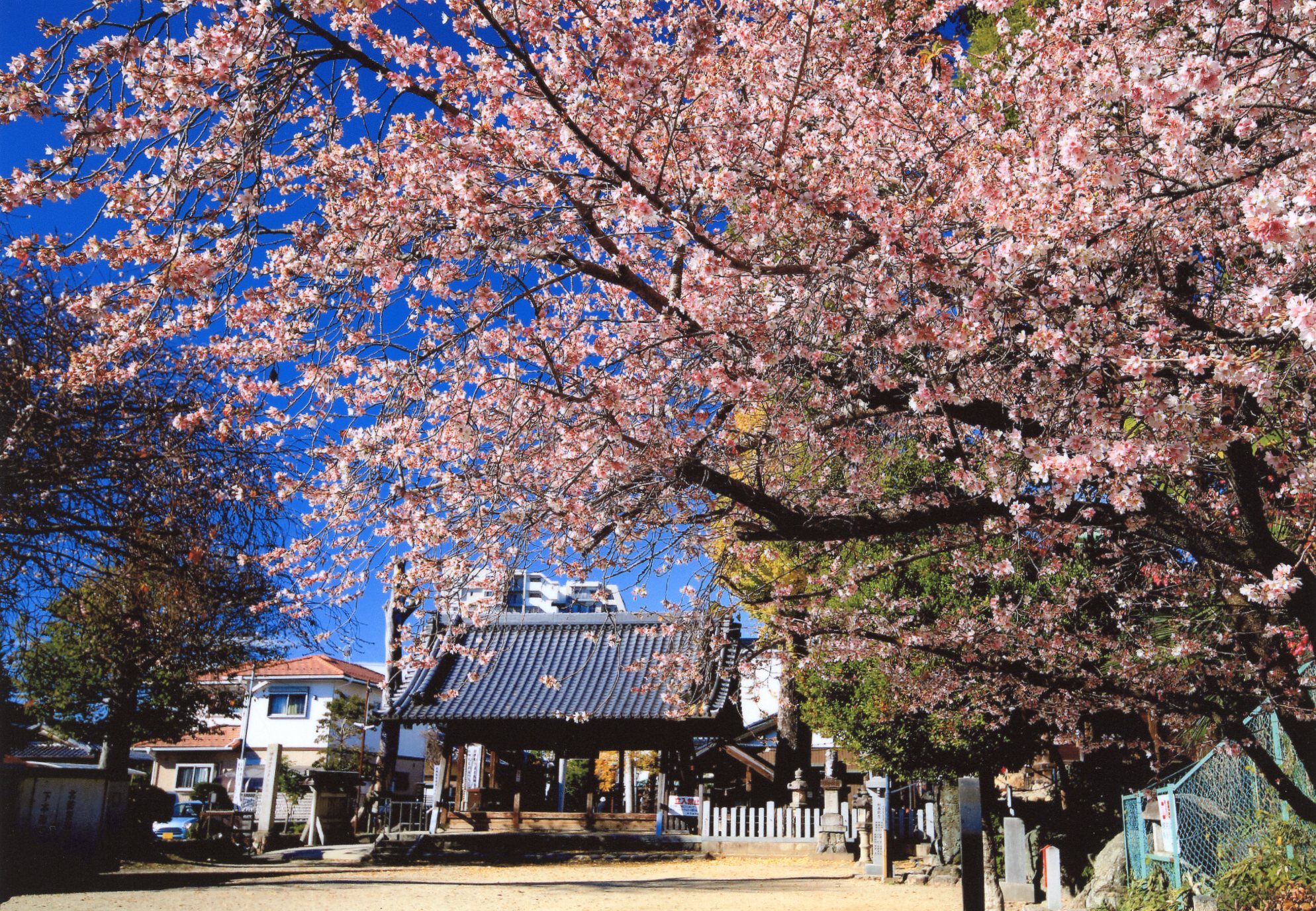 四季桜