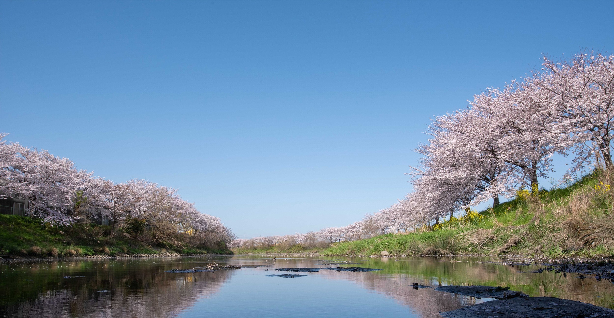 桜並木