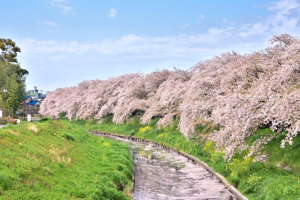 桜並木と緑