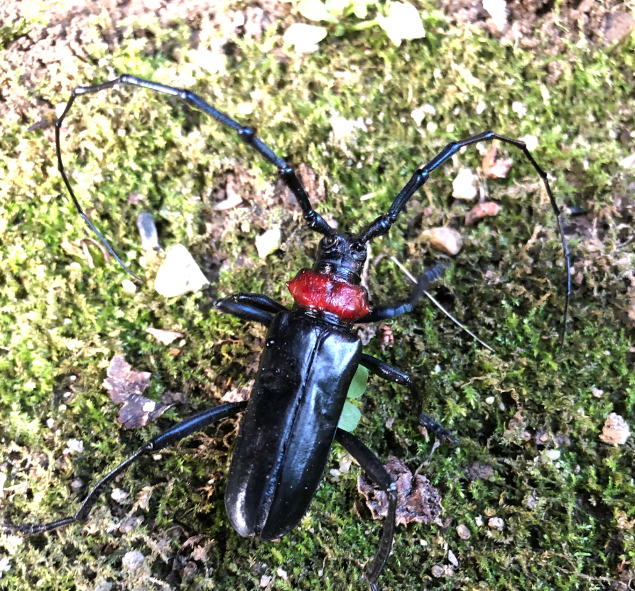 クビアカツヤカミキリの成虫