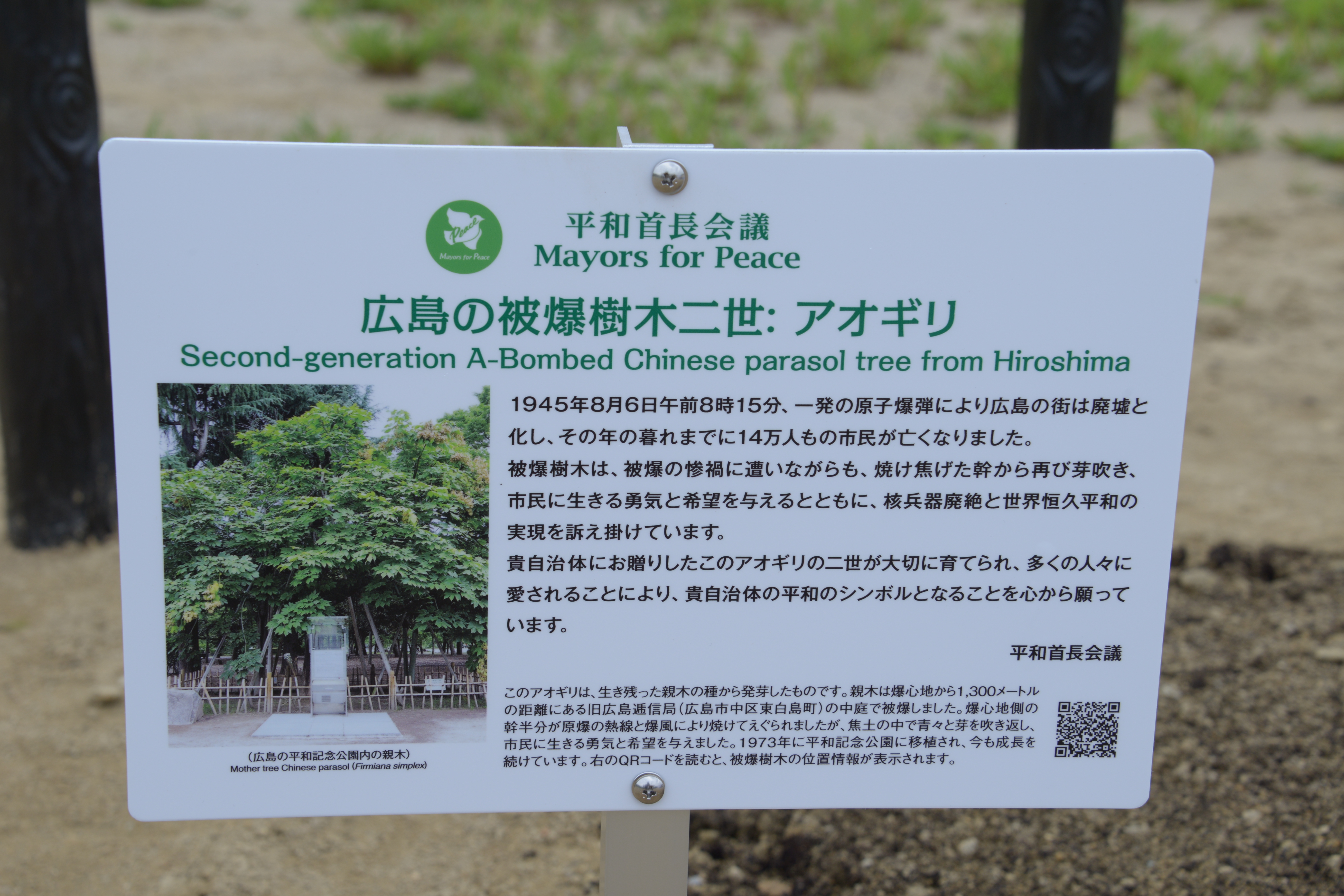 被爆樹木アオギリの説明案内板