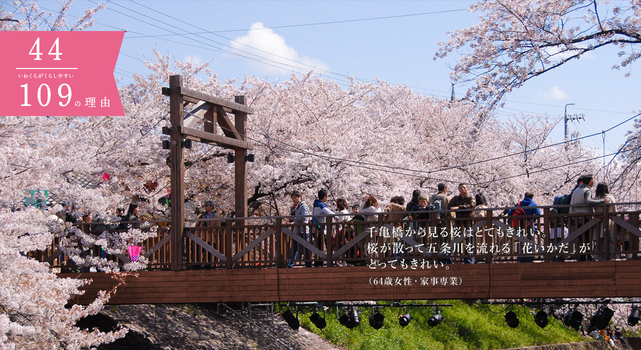 千亀橋から見る桜はとてもきれい。桜が散って五条川を流れる「花いかだ」がとってもきれい。