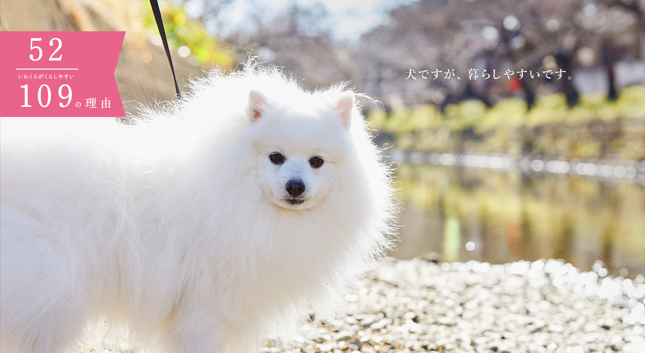 犬ですが、暮らしやすいです。