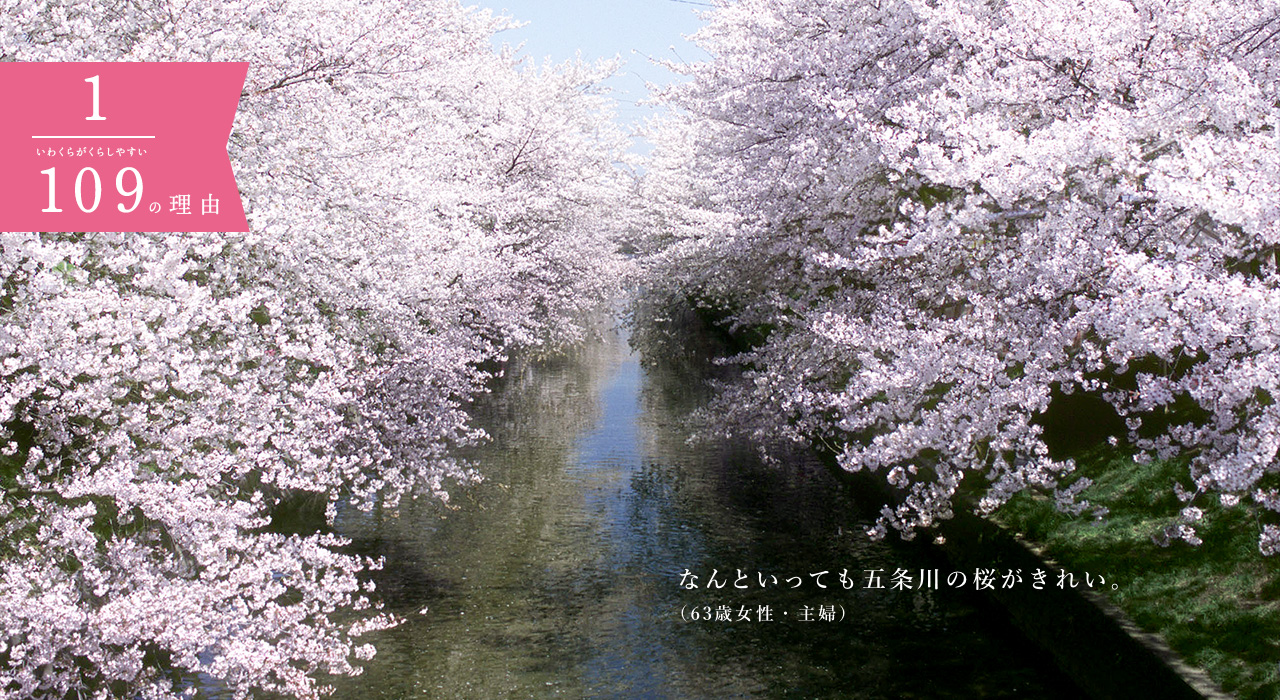 なんといっても五条川の桜